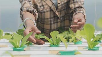 freundlich Mannschaft Ernte frisch Gemüse von das Dach Gewächshaus Garten und Planung Ernte Jahreszeit auf ein Digital Tablette video