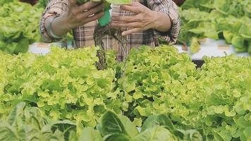 Friendly team harvesting fresh vegetables from the rooftop greenhouse garden and planning harvest season on a digital tablet video