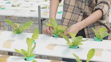 freundlich Mannschaft Ernte frisch Gemüse von das Dach Gewächshaus Garten und Planung Ernte Jahreszeit auf ein Digital Tablette video
