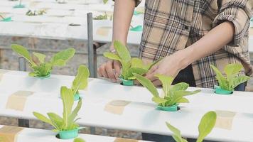 Friendly team harvesting fresh vegetables from the rooftop greenhouse garden and planning harvest season on a digital tablet video