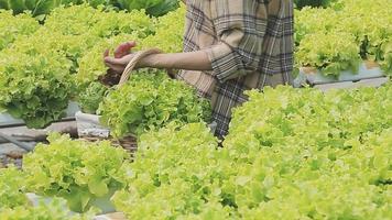 simpático equipo cosecha Fresco vegetales desde el techo invernadero jardín y planificación cosecha temporada en un digital tableta video