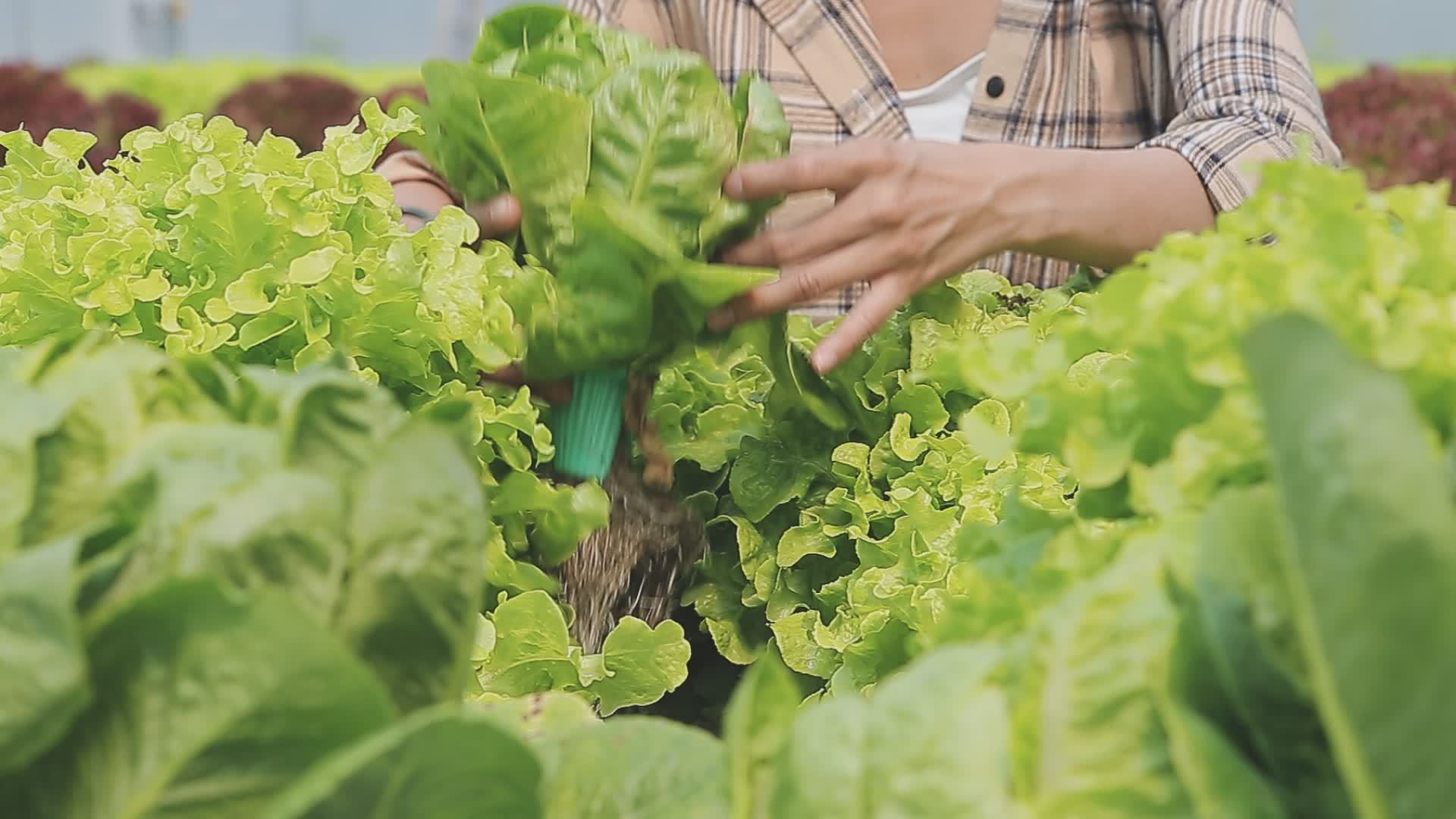 Friendly Team Harvesting Fresh Vegetables From The Rooftop Greenhouse friendly-team-harvesting-fresh-vegetables-from-the-rooftop-greenhouse