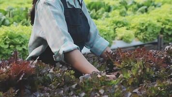 Friendly team harvesting fresh vegetables from the rooftop greenhouse garden and planning harvest season on a digital tablet video