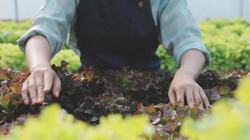 Friendly team harvesting fresh vegetables from the rooftop greenhouse garden and planning harvest season on a digital tablet video