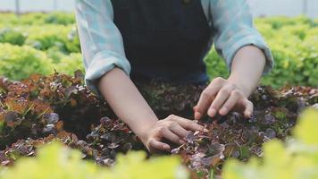 vriendelijk team oogsten vers groenten van de op het dak kas tuin en planning oogst seizoen Aan een digitaal tablet video