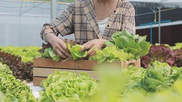 Friendly team harvesting fresh vegetables from the rooftop greenhouse garden and planning harvest season on a digital tablet video