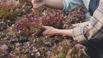 amical équipe récolte Frais des légumes de le toit serre jardin et Planification récolte saison sur une numérique tablette video