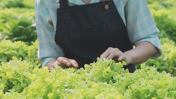 Friendly team harvesting fresh vegetables from the rooftop greenhouse garden and planning harvest season on a digital tablet video