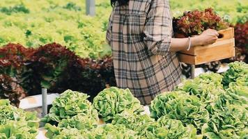 Woman wearing gloves with fresh vegetables in the box in her hands. Close up video