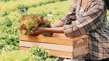 mujer vistiendo guantes con Fresco vegetales en el caja en su manos. cerca arriba video