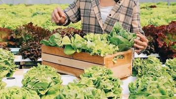 mujer vistiendo guantes con Fresco vegetales en el caja en su manos. cerca arriba video