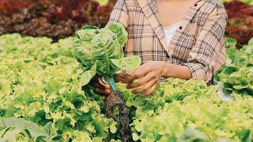 mujer vistiendo guantes con Fresco vegetales en el caja en su manos. cerca arriba video