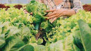 mujer vistiendo guantes con Fresco vegetales en el caja en su manos. cerca arriba video