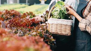 donna indossare guanti con fresco verdure nel il scatola nel sua mani. vicino su video