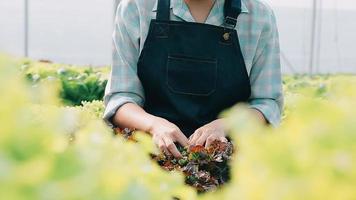 Woman wearing gloves with fresh vegetables in the box in her hands. Close up video