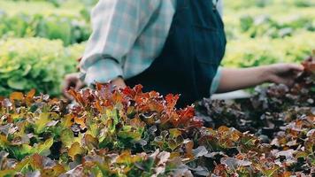 Woman wearing gloves with fresh vegetables in the box in her hands. Close up video