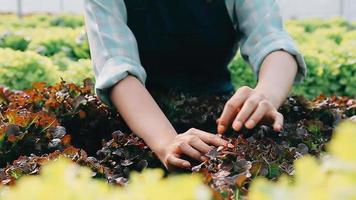 donna indossare guanti con fresco verdure nel il scatola nel sua mani. vicino su video