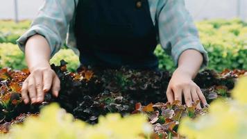 donna indossare guanti con fresco verdure nel il scatola nel sua mani. vicino su video