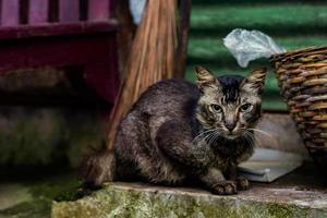 a cat looks at the camera photo