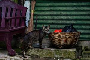 un gato mira a el cámara y se esconde. foto