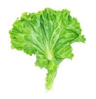 green lettuce leaves isolated on white background,Salad ingredient photo