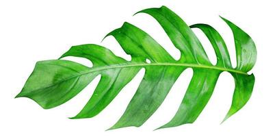 Green leaves pattern,leaf monstera isolated on white background,include clipping path photo