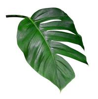 Green leaves pattern,leaf monstera isolated on white background,include clipping path photo