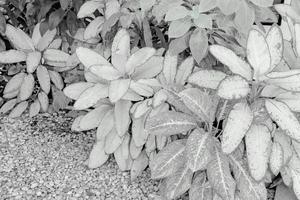 Black and white leaves pattern of Dumb Cane foliage in garden,leaf exotic tropical photo