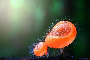 cocina tricoloma o filo ascomycota con gotita en un muerto madera en el lluvia bosque foto