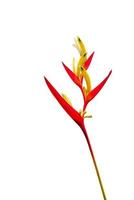 Tropical heliconia psittacorum flowers isolated on white background, photo