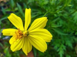 Close up shot of a beautiful yellow flower in the sun. Selective focus. photo