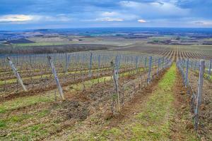 nublado día en el viñedos de el tokaj región foto