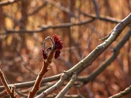 Sumac with deer antlers in early spring. Large branches of Rhus typhina L with last year's bright red fruits. photo