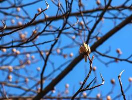 tulipán árbol ramas con seco flores y brotes en contra azul cielo - latín nombre - liriodendron tulipifera l foto