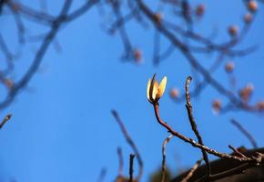 Tulip tree branches with dry flowers and buds against blue sky - Latin name - Liriodendron tulipifera L photo