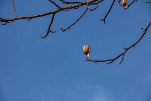 Tulip tree branches with dry flowers and buds against blue sky - Latin name - Liriodendron tulipifera L photo