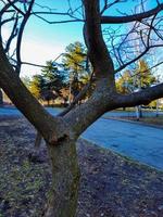 Zumaque con cuernos de venado en temprano primavera en el ciudad parque. grande corona de rhus tifina l con último años brillante rojo frutas foto