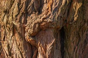 Fragment of the wood structure of the brown bark of an old rowan tree close-up. Natural organic texture background for design. photo