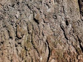 Fragment of the wood structure of the gray-brown bark of the iron tree or Celtis L close-up. Natural organic texture background for design. photo