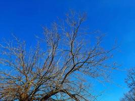 Iron tree in early spring against the blue sky. An old Celtis L tree with a large crown and a large trunk. photo