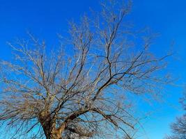 Iron tree in early spring against the blue sky. An old Celtis L tree with a large crown and a large trunk. photo