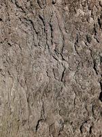 Fragment of the wood structure of the gray-brown bark of the iron tree or Celtis L close-up. Natural organic texture background for design. photo