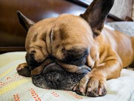 Fawn french bulldog with a black mask on the muzzle, close up. photo