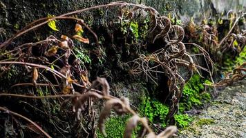 un salvaje planta con marrón hojas creciente en un húmedo pared. vacío espacio para diseño y texto. naturaleza fondos de pantalla foto