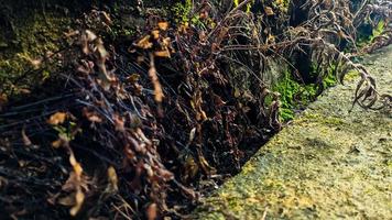 un salvaje planta con seco, marrón hojas creciente en un húmedo pared. vacío espacio para diseño y texto. naturaleza fondos de pantalla foto