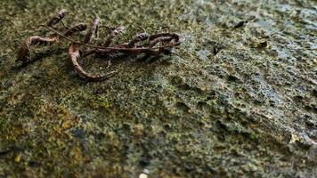 seco césped laico en el gris rocoso superficie en el esquina. vacío espacio para diseño y texto. naturaleza fondos de pantalla foto