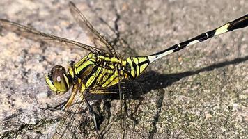 a yellow-black dragonfly perched on a grey rocky surface during the day, side view photo