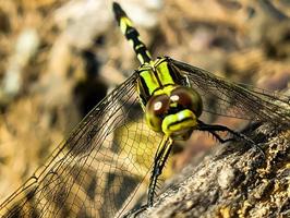 a beautiful yellow-green dragonfly perched on a brown cracked old log wood during the day, front view photo