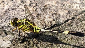 a green dragonfly perched on a grey rocky surface during the day, side view photo