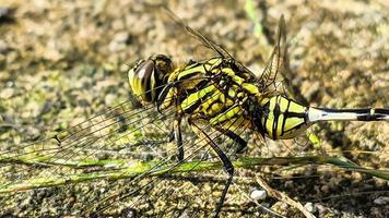 un verde negro libélula encaramado en un marrón rocoso superficie durante el día, lado ver foto